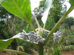 Psychotria poissoniana