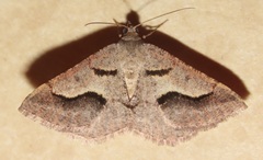 Digrammia subminiata