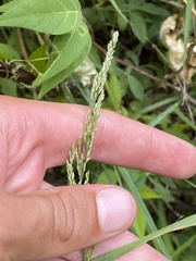 Sphenopholis obtusata