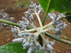 Psychotria poissoniana