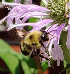 Bombus bimaculatus