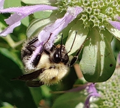 Bombus bimaculatus