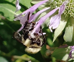 Bombus bimaculatus