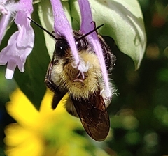 Bombus bimaculatus