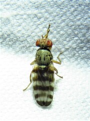 Pseudotephritina