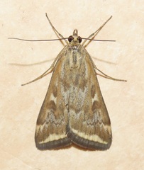 Loxostege munroealis