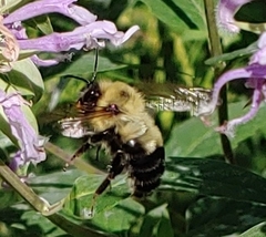 Bombus bimaculatus