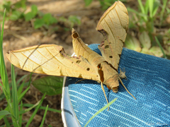 Protambulyx strigilis