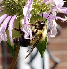 Bombus bimaculatus