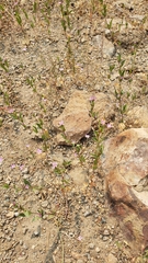 Epilobium torreyi