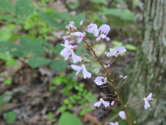 Hylodesmum nudiflorum