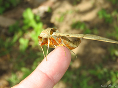 Protambulyx strigilis