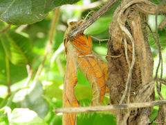 Protambulyx strigilis