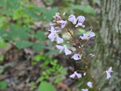 Hylodesmum nudiflorum