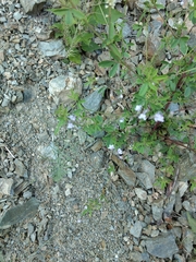 Linaria corifolia
