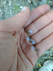 Linaria corifolia