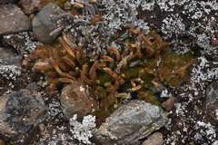 Selaginella densa scopulorum