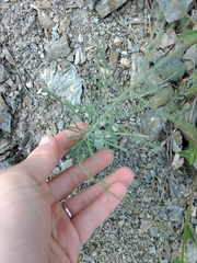 Linaria corifolia