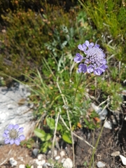 Scabiosa lucida