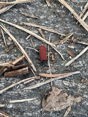 Pyropterus nigroruber