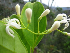 Coelospermum