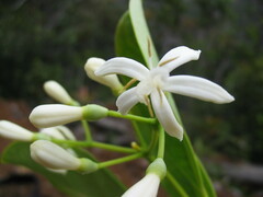 Coelospermum