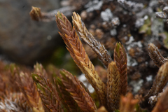 Selaginella densa scopulorum