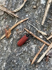 Pyropterus nigroruber