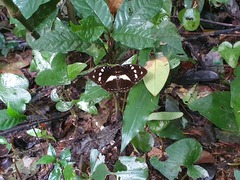 Aterica galene galene