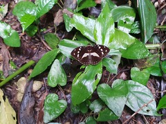 Aterica galene galene