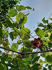 Vitis tiliifolia