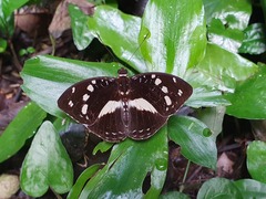 Aterica galene galene