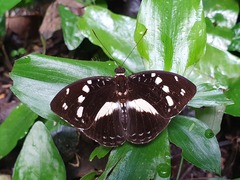 Aterica galene galene