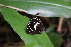 Aterica galene galene