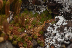 Selaginella densa scopulorum