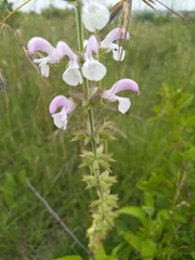 Salvia radula