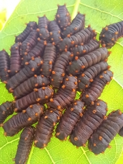 Acharia