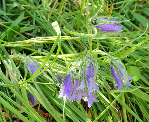 zvonček alpínsky (Campanula alpina)