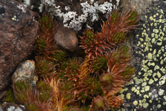 Selaginella densa scopulorum