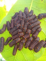 Acharia