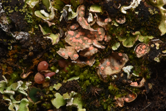 Illosporium carneum