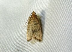 Psilocorsis quercicella