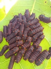 Acharia