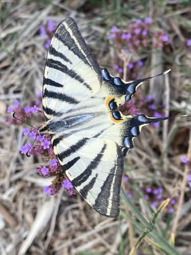 Iphiclides podalirius