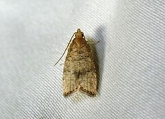 Psilocorsis quercicella