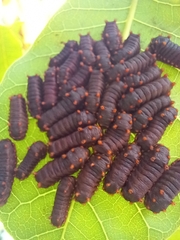 Acharia
