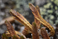 Selaginella densa scopulorum