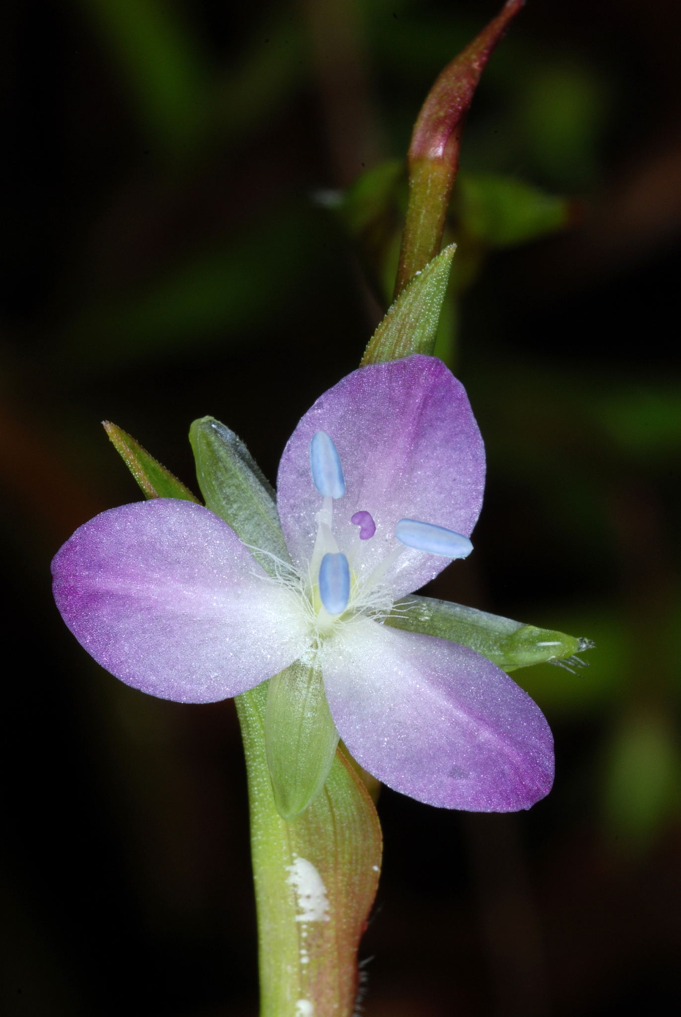 Murdannia keisak