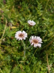 Erigeron alpinus