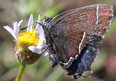 Callophrys spinetorum
